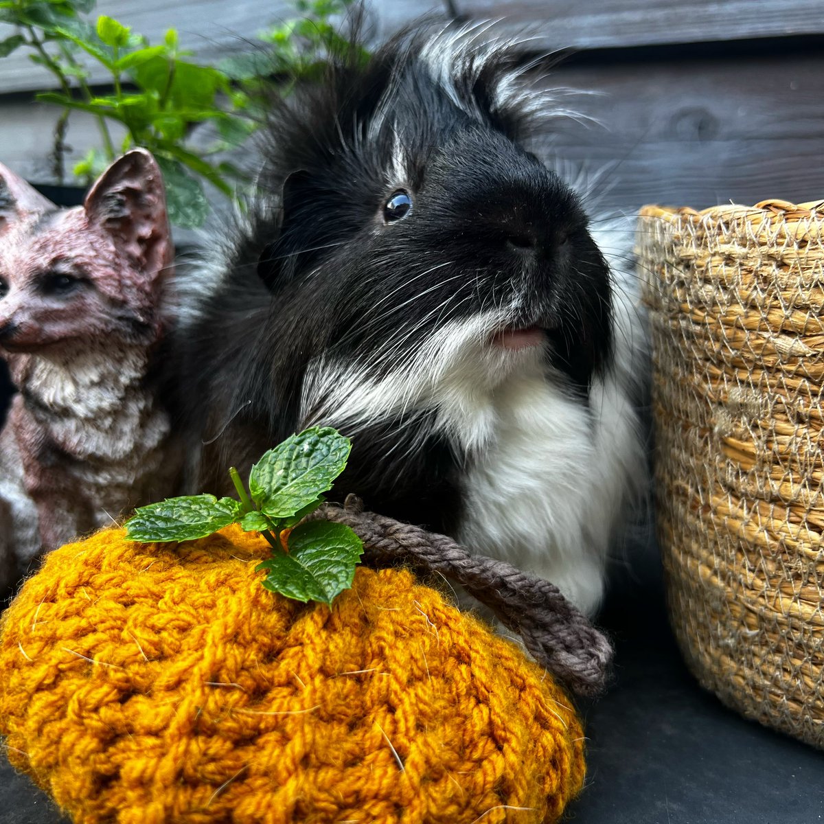 lucyspigs's tweet photo. Pretty boy🐾
Our TikTok: https://t.co/2xlfssYrAB
#guineapig #guineapigs #capybara #pig https://t.co/fxgZfkzLUs