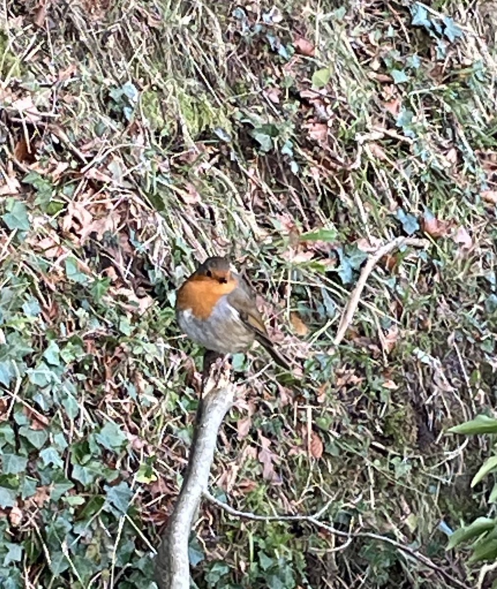 BannonPaul's tweet photo. Little fat #robin doing very well by the #lagan #belfast #ireland. Enjoying the sun on a freezing January afternoon. #bird #wildlife https://t.co/THuesXJVpn