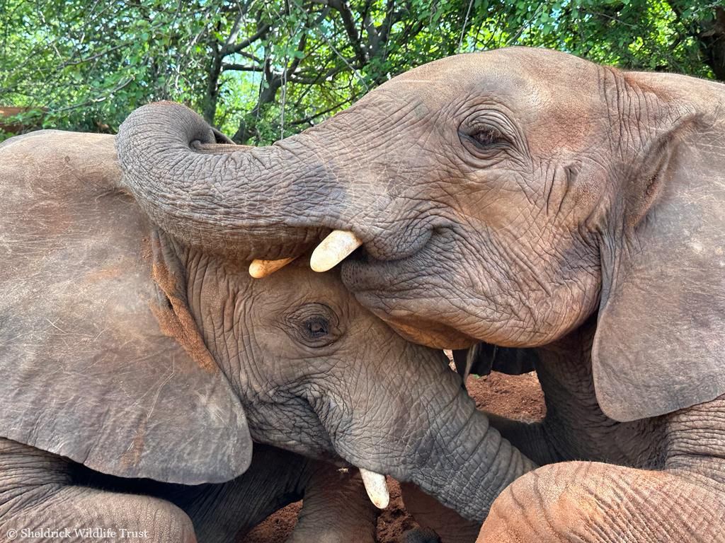 SheldrickTrust's tweet photo. Happiness is having a brother who is always there for you ❤️ Mayan &amp; Vaarti are two orphans who hail from Tsavo. Rescued months apart, they’ve come through thick &amp; thin together. One day, they’ll go wild together too! Meet the rest of the Kaluku herd: https://t.co/tNm8MriWBW https://t.co/DRHHqQ9J8R