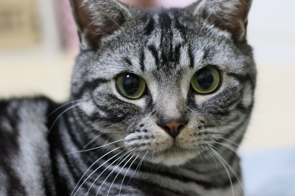 amesho_toto's tweet photo. 某アプリでカメラ買ったった📸
 #Canon #CanonEOSKiss10i #EOSKiss10i #CAT #猫 #アメショー  #アメリカンショートヘア  #ねこのいる幸せ https://t.co/Xu4PnYGOzp