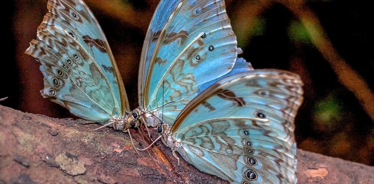  La mariposa bandera argentina