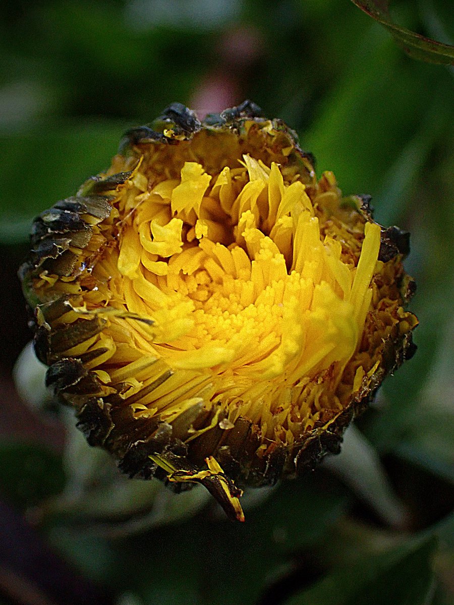 The first dandelion ready to burst open at the allotment - preparing to support any hungry bees on warmer winter days 🥰🌱🌼💚☀️🐝💛 #SundayYellow #wildflowerhour #sundayvibes #NatureBeauty #WildFlower #flower #naturelovers #allotment #gardening #GardeningX #January #nature