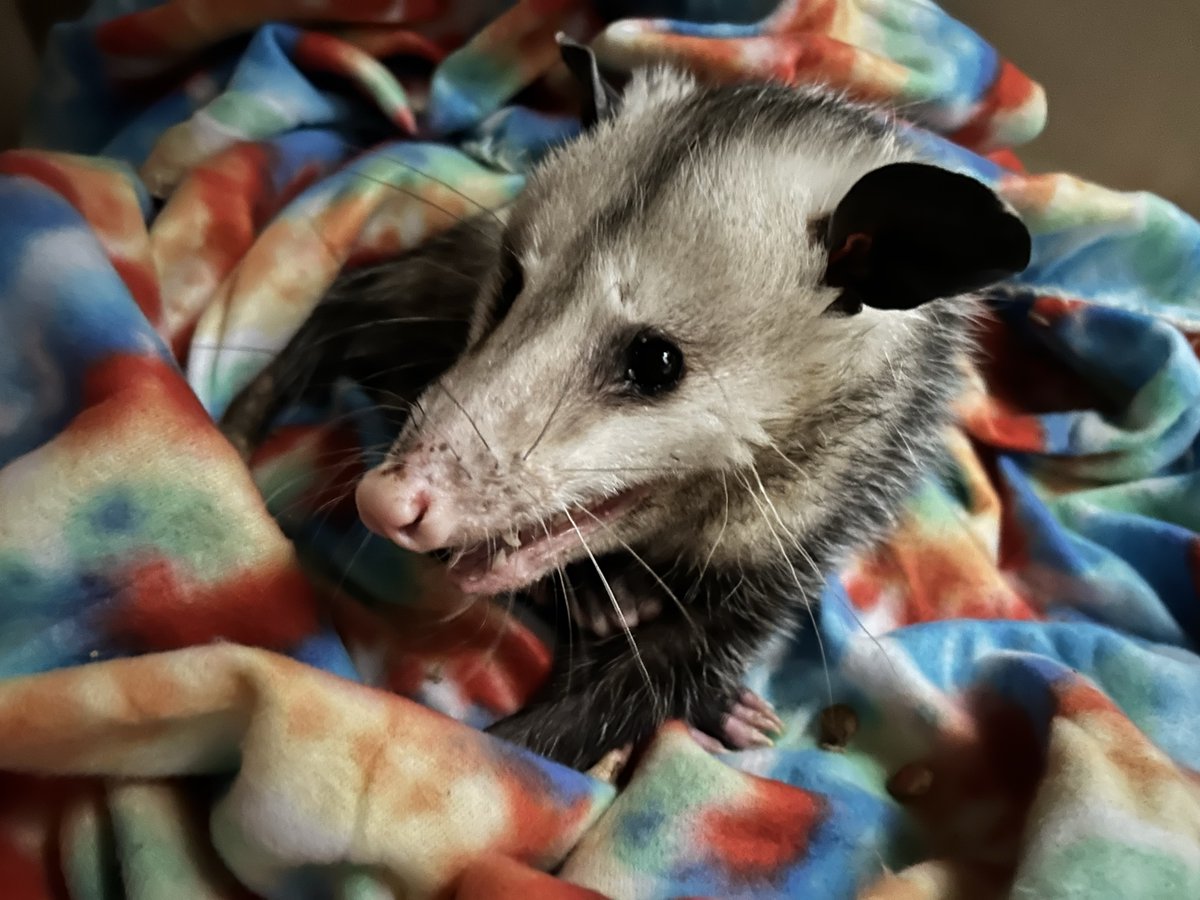 Alaqua Animal Refuge tweet media