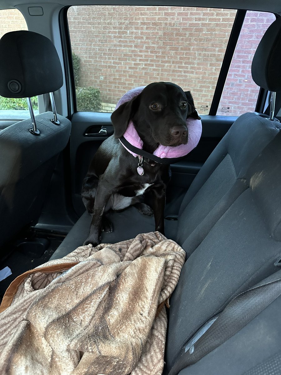 dragondrop's tweet photo. @Williarmis Huh. My dog was spayed on the same day. She was off her chops. https://t.co/qQRX2hlWHK