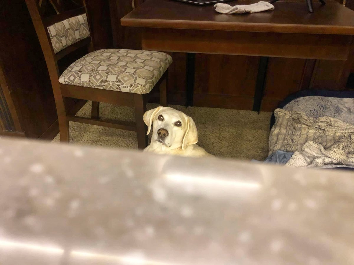 2TravelingDogs's tweet photo. It’s time for this week’s #LiveLikeDigby reminder! ❤️🐶 
One of Digby’s favorite hobbies was to watch me cook. He not only loved food, but he made me feel loved and needed. Live Like Digby this week and show someone you appreciate what they do for you. We all need to feel loved. https://t.co/C9sZztP5dq