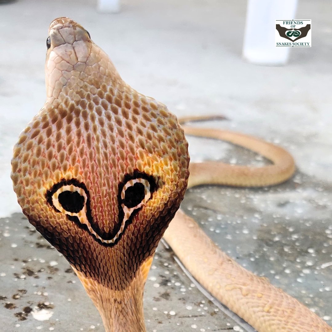 Friends of Snakes tweet media