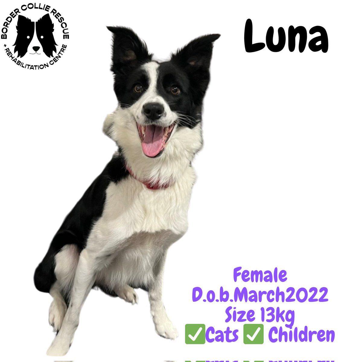 🐾NEW ARRIVAL🐾

Welcome to the rescue LUNA

She's been playing with one of our dogs in the house since she arrived 🖤

She's nearly 2 and is good with dogs.  She has lived with children and her previous owner said she is good with cats (but will sometimes chase them to play)