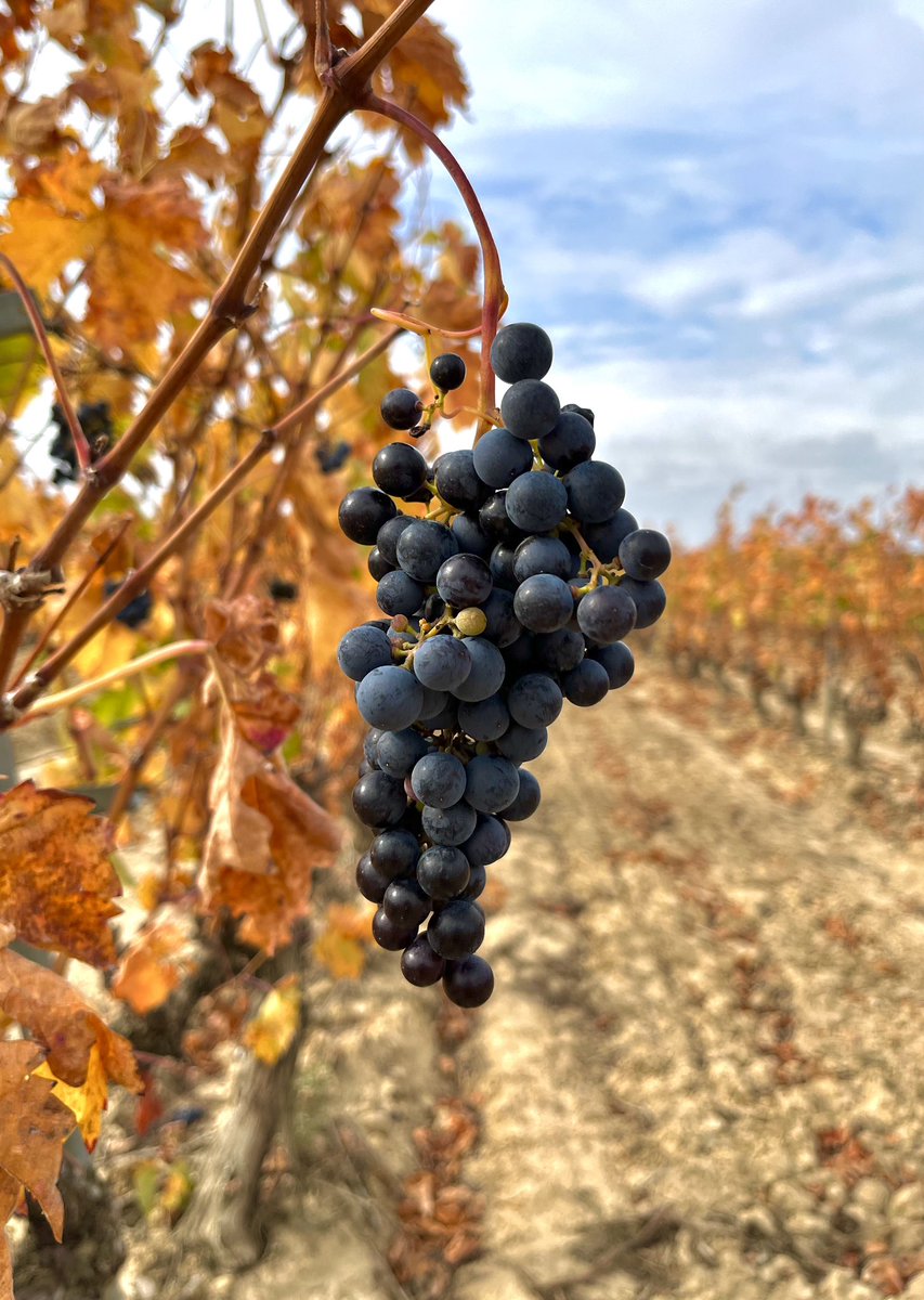 “Place and origin are the music,
Grape variety is no more than the instrument, The winemakers are the performers” 
<a href="/andrewcjefford/">Andrew Jefford</a> <a href="/decanter/">Decanter</a> Dec 23

Is learning what to expect from a glass of wine by understanding the typical characteristics of a grape variety over rated? Discuss