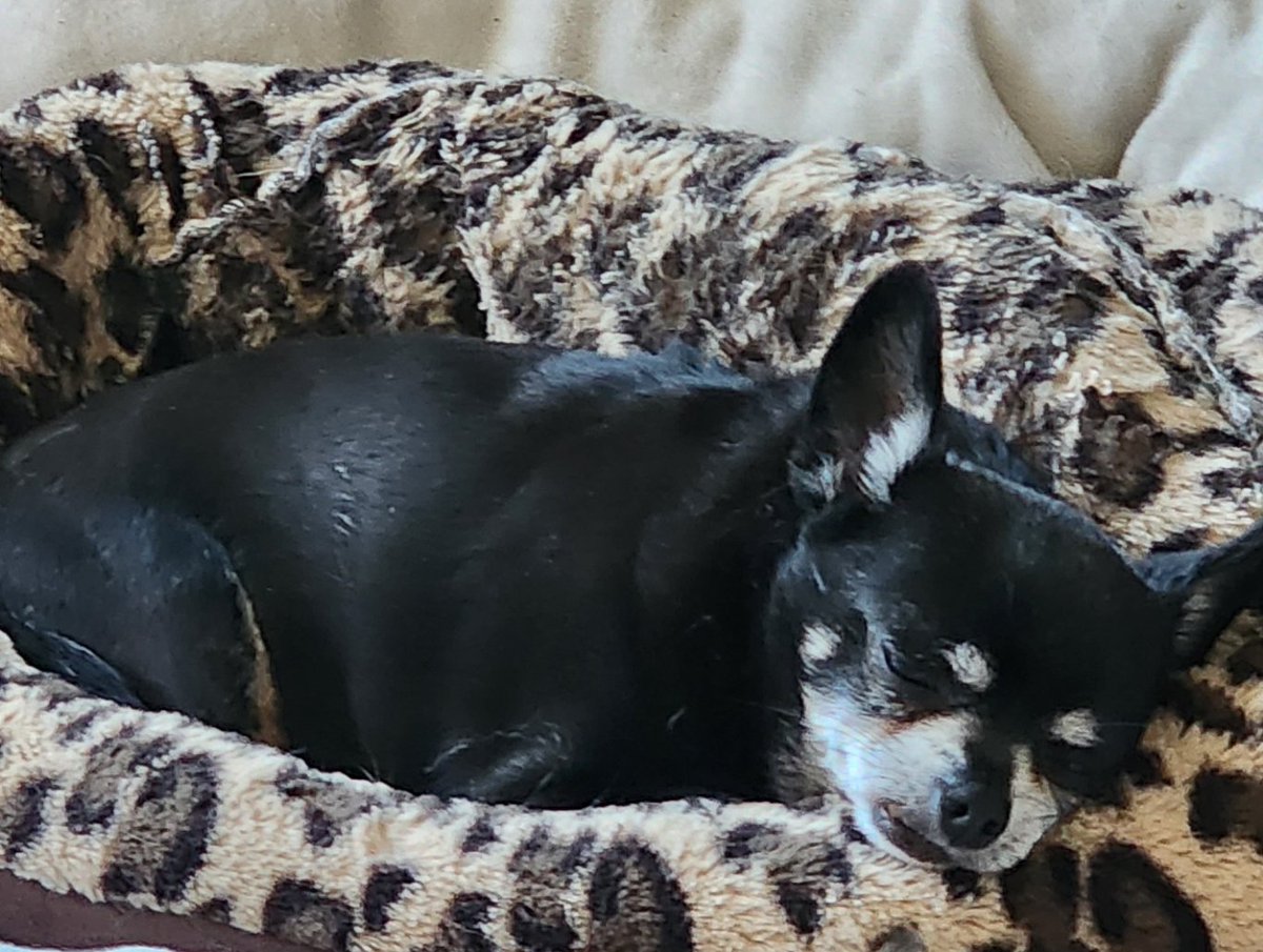 PeaceOut3825's tweet photo. Topping things off, my 16 year old Tea-Chi had a blood sugar drop in the night. I think I've got him stable now. Was a weird night. I love him so much. It's scary when this happens. My little old man.❤️🐾🐾🐾
#teachi #ILoveMyDogs #MyBuddy #SeniorDog https://t.co/ZmVmG0pG94