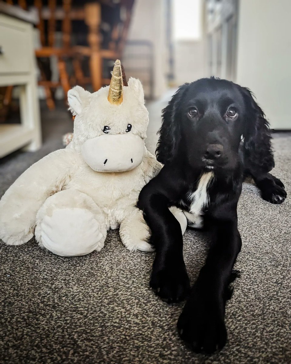 BFF'S 👯‍♀️
🏷️ Cowicorn from @dogsandcopetshop 
#wcs #workingcocker #cockers #workingcockerspaniel #dogtraining #cockerspaniel #cockerstagram #cockerspanielworld #cockerspanielclub #cockerspaniellovers #cockerspanielcuties #cockerspanielsofinstagram #cockerspanielsrule