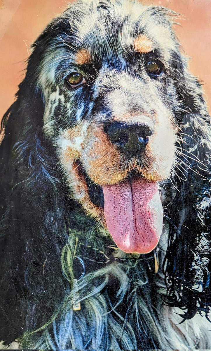 HeleneBiomedic2's tweet photo. @ChatOccitan Je suis #TeamCocker for ever https://t.co/VdWxvHl3Jg