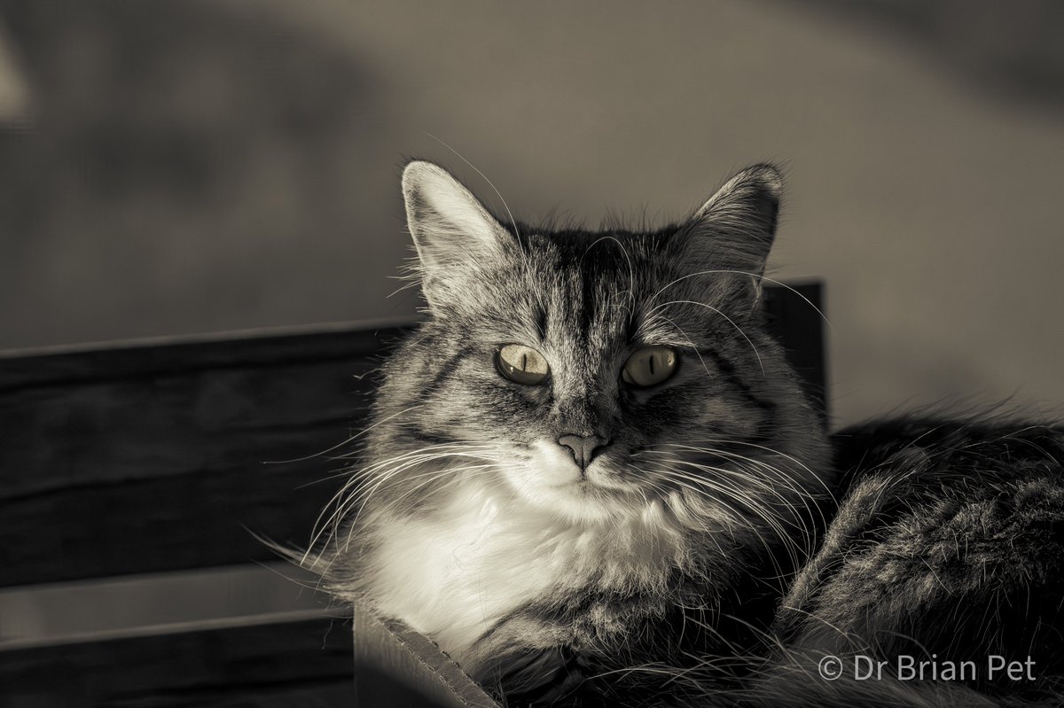 Dr_Brian_Pet's tweet photo. Show me a picture of pet/stray from your gallery
#stray (former)
#rescue
#insidecat
#cat
#mouser
Minnie the Mouser 👇 https://t.co/aiTBn6ehLU