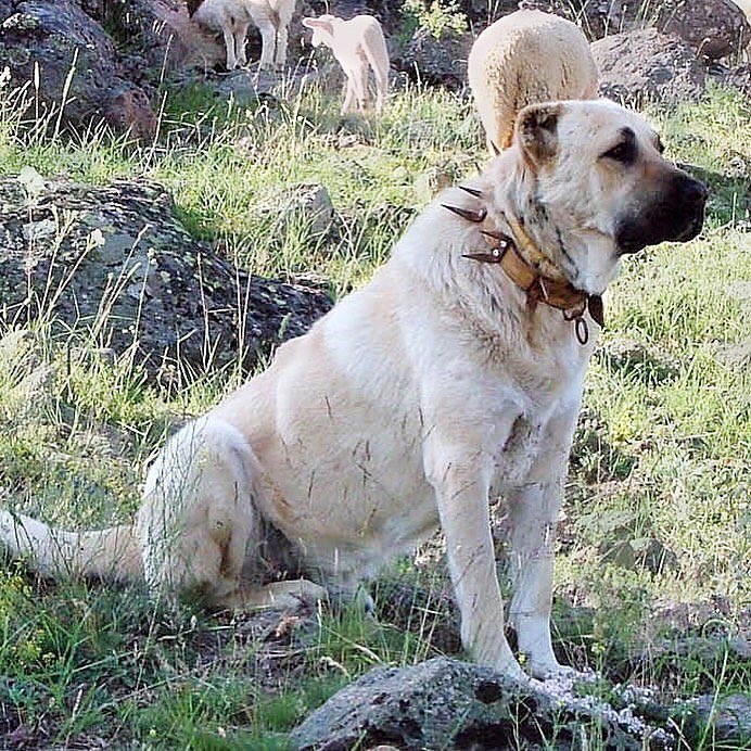 creepydotorg's tweet photo. The purpose of the collar is to protect the dog wearing it when and if it has to fight wolves. The collar base protects the dog's throat and carotid arteries, while the spikes are intended to deter bites to the neck or even injure wolves trying to do so. https://t.co/wDxHBqqUZM