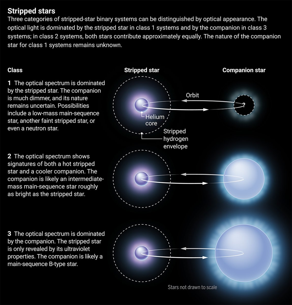 Theory predicts that for many stars with birth masses 8 to 25 times that of the Sun, their outer layers are stolen by nearby partners. But detection of such stars has been elusive.

New research finally reveals the missing population. scim.ag/5qs #SciencePerspective