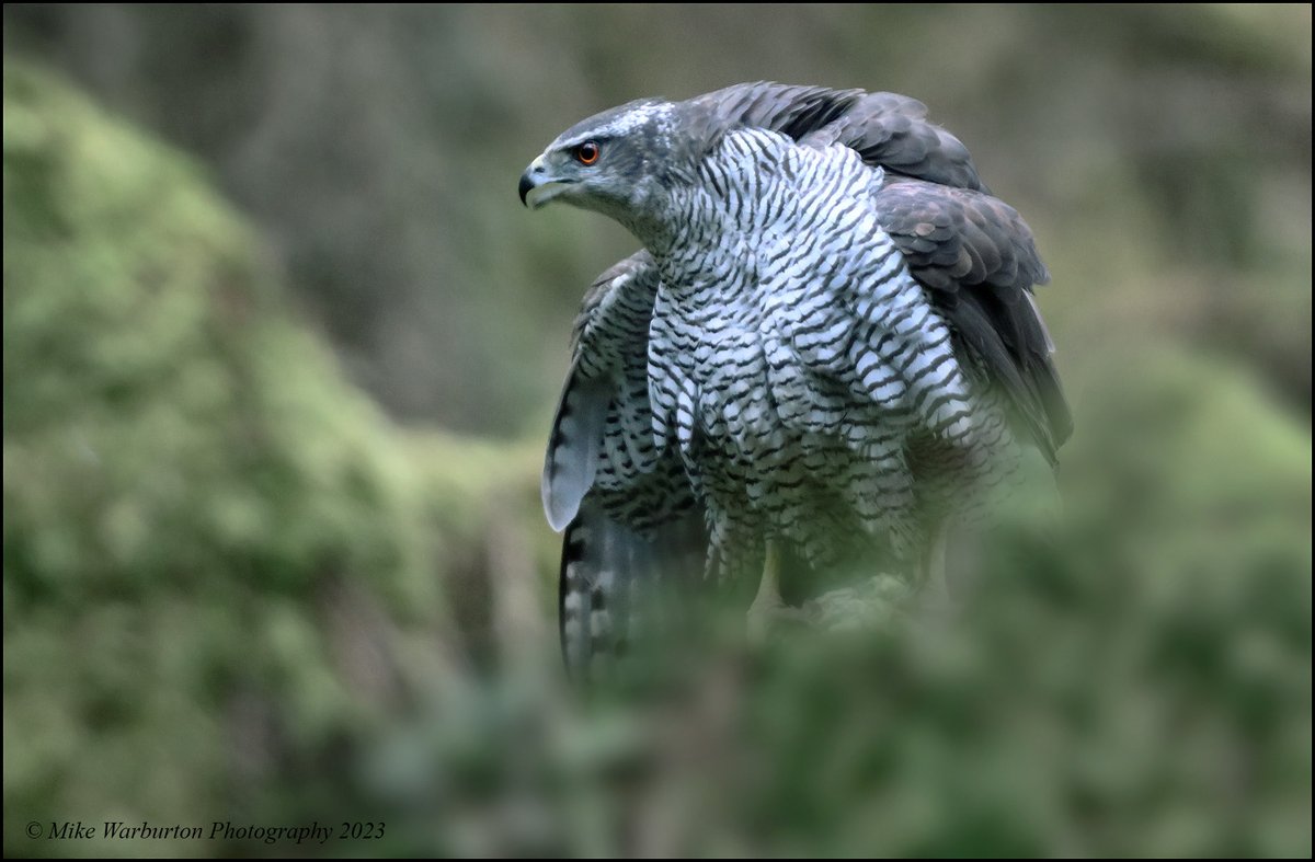 Female #Goshawk in threat display to the male protecting her meal. #Wales #birds #wildlife #nature #raptor #BreconBeacons #forest #woodland @BBCSpringwatch @Natures_Voice @_BTO @NatGeoPhotos @CanonUKandIE @BannauB @RSPBCymru @BTO_Cymru #accipiter #hawk