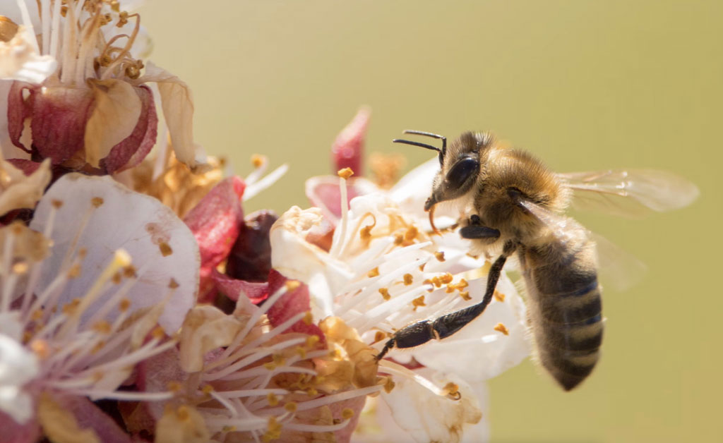 🌟 Shining a spotlight on the #AnimalHeroesof2023!

🏆 From #PetProtectors to #WildlifeWarriors and #CreativeChampions, these individuals are making waves in preserving animal species and fostering a deeper connection with nature. 🌿

jesslohmann.com/animal-heroes-…

#respectallanimals