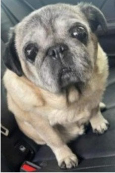millypod1's tweet photo. PEGGY HOME SAFE. THANKS FOR RT'sπππΎ
π2 JAN 2024 #Lost PEGGY #ScanMe
ELDERLY Fawn Pug Female BLIND & DEAF
Silverdale Drive #Ribbleton #Preston #Lancashire #PR2
https://t.co/f3jV6KTjI8 https://t.co/TRMf2ibDX6