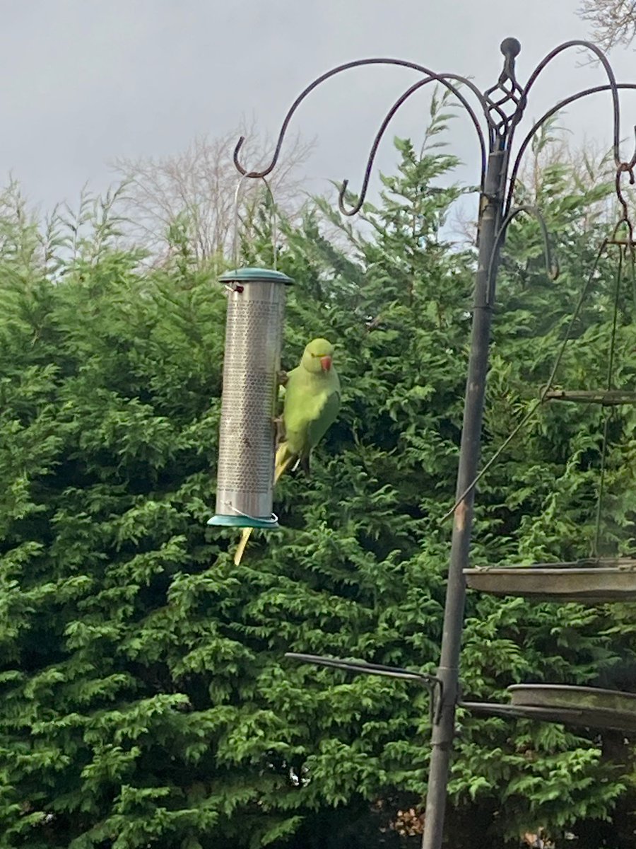 Very strange to see this parakeet on a feeder in my garden in Buckinghamshire. Never thought I would see a Red Kite fly past a parakeet from my kitchen.