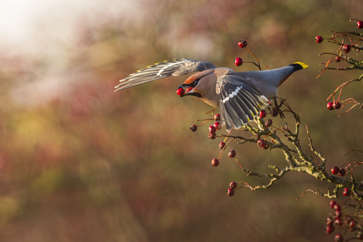 Great views of the waxwings yesterday in Islandmagee, Co.Antrim.  A stunning bird ! 

@nibirds @IRSBG1 @UlsterWildlife @bbcniweather