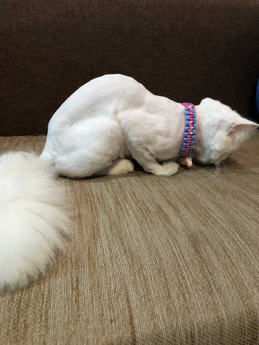 เปอร์เซีย : ✖️
สฟิงซ์ : ✔️