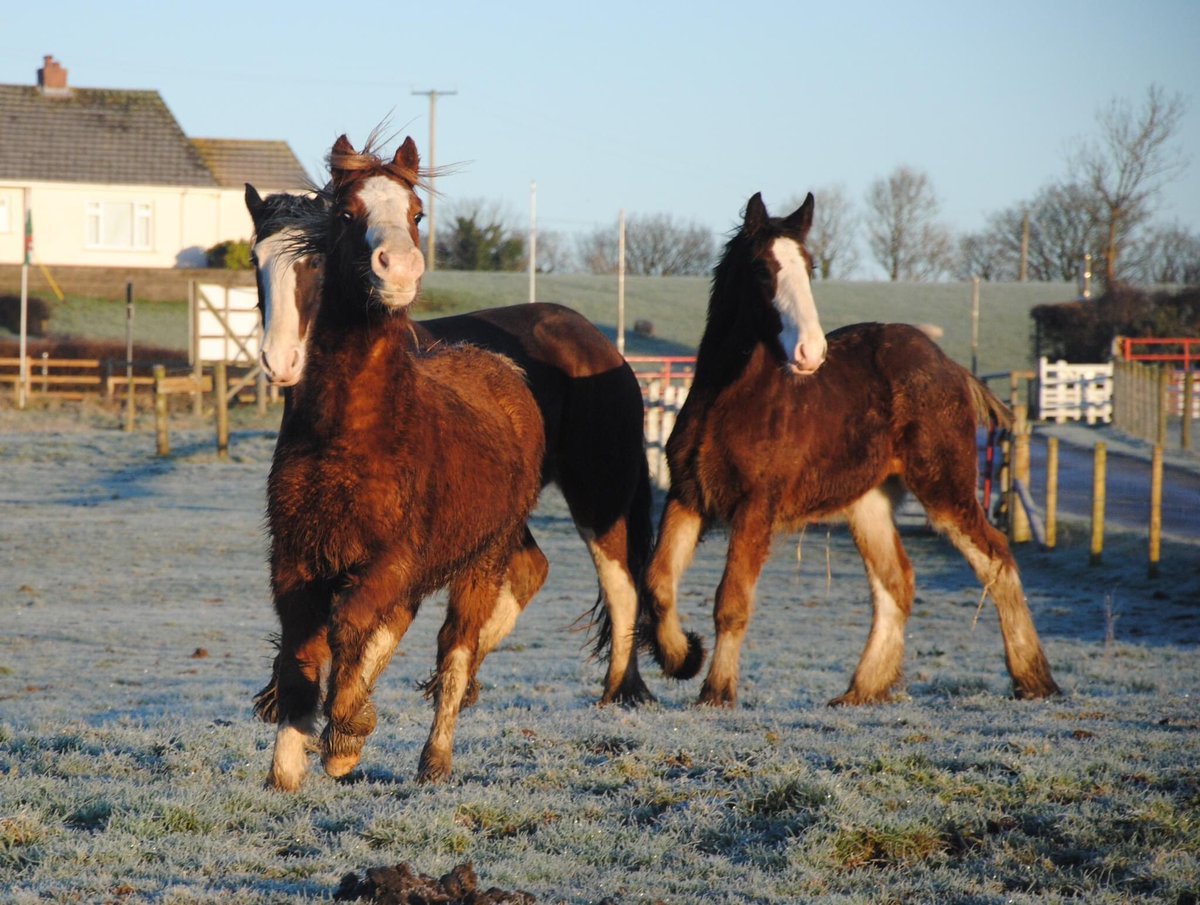 DyfedShires's tweet photo. Lovely frosty morning with the shires! https://t.co/jDNVkuuyCu