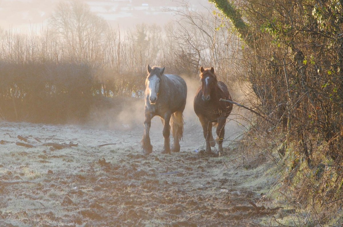 DyfedShires's tweet photo. Lovely frosty morning with the shires! https://t.co/jDNVkuuyCu