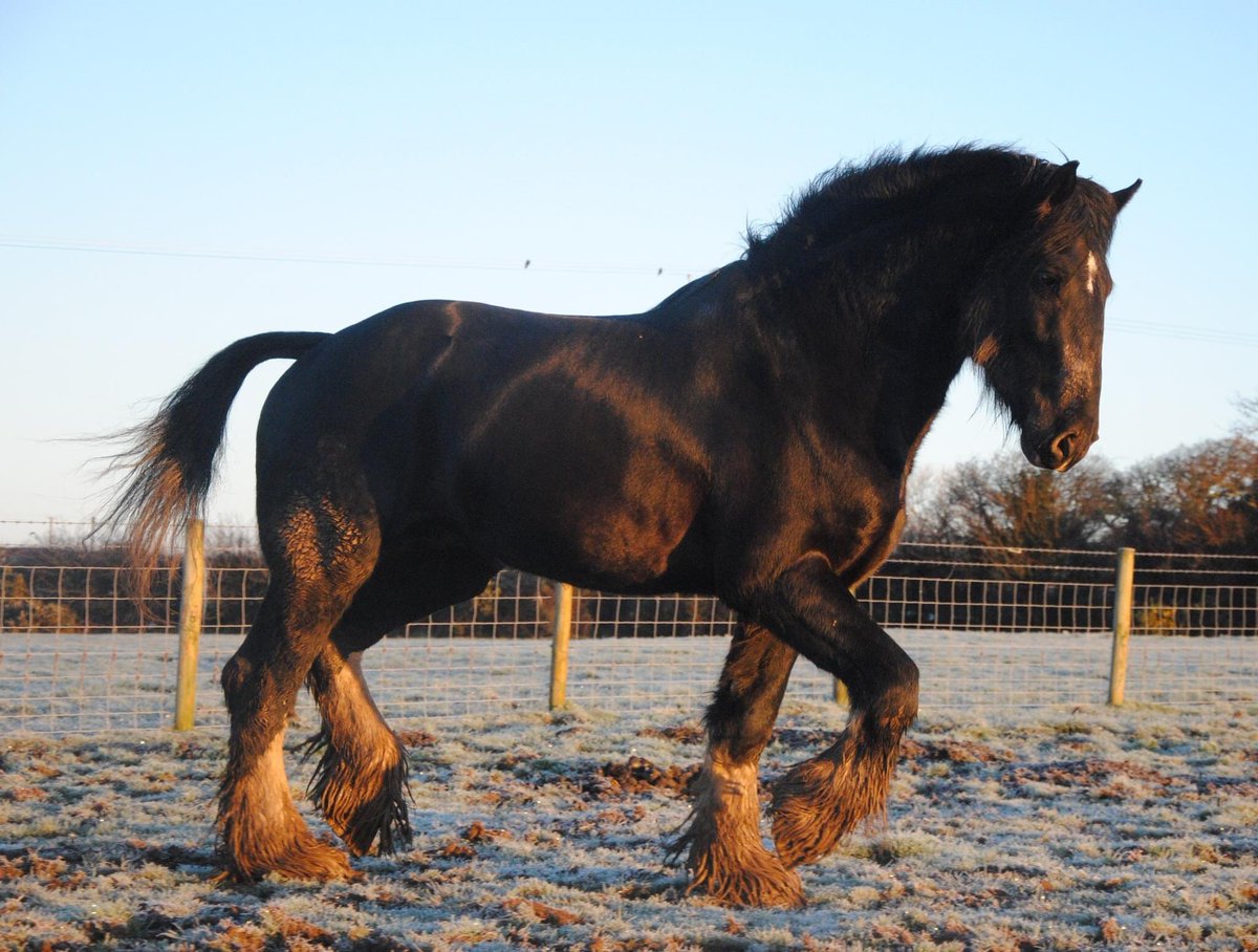 DyfedShires's tweet photo. Lovely frosty morning with the shires! https://t.co/jDNVkuuyCu