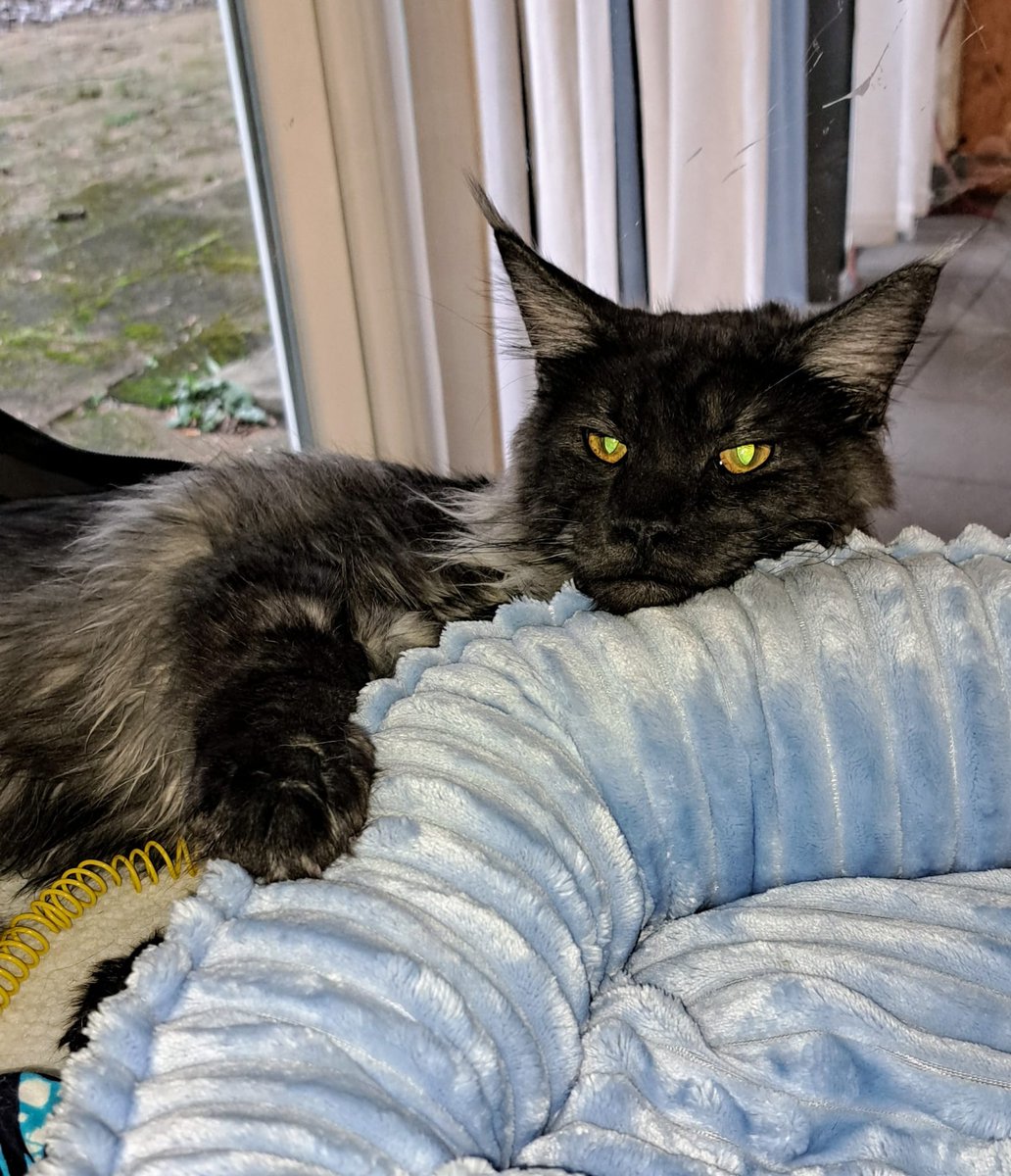 Zo trots op mijn menneke😻 <a href="/MCTeun/">MCTeun</a> 
Hij heeft het geweldig gedaan en dat voor de eerste keer.
2 prachtige rapporten gekregen. 
Voor ons was hij al nummer 1🏆