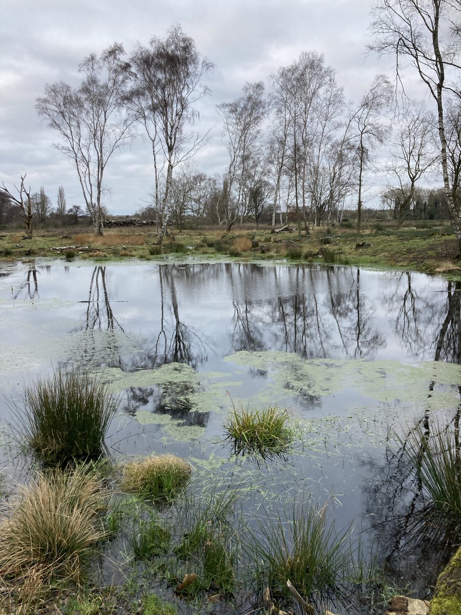 Art Branches tweet media