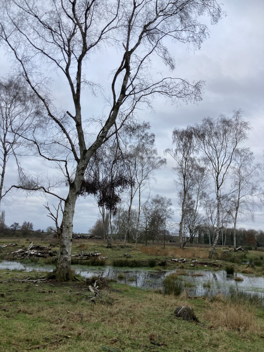 Art Branches tweet media