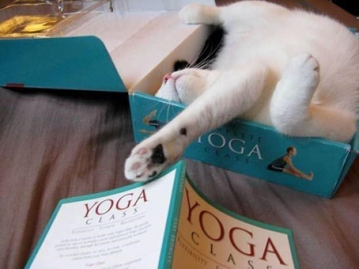 SirCatBond1's tweet photo. Meowwwwwwww 😺
The book is powerful
Good morning
#ImMusicOficial
#HappyFunday
#FelizDomingo https://t.co/rDBrZj3HSD