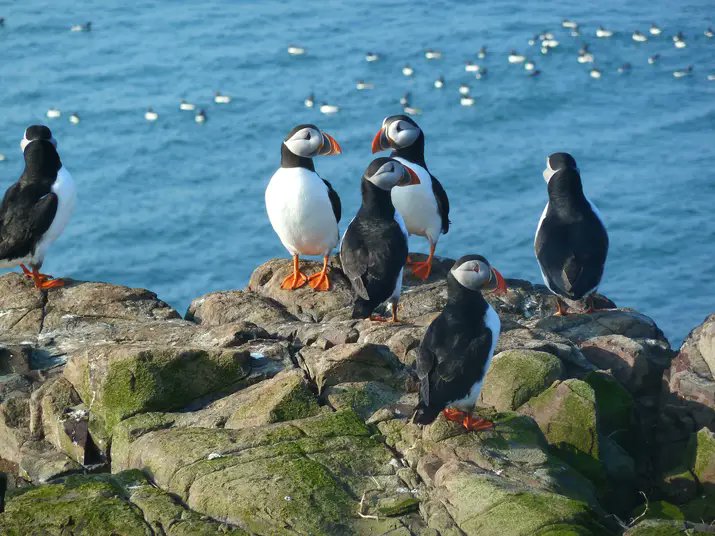 ptolmigan23's tweet photo. Doesn't trump a guillemot jumpling for #superseabirdsunday, but here are some flap flap birds (IYKYK). Of course they are actually Atlantic puffins (Fratercula arctica), a close relative of the guillemot, also taken on the Farne Islands. #SuperSeabirdSunday #auksome https://t.co/gTelUWdhkT