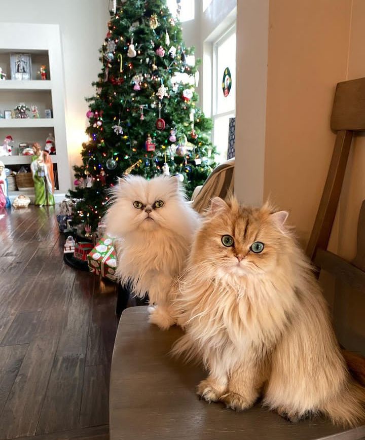 CatsLovesusa's tweet photo. https://t.co/cEgcLj9tam