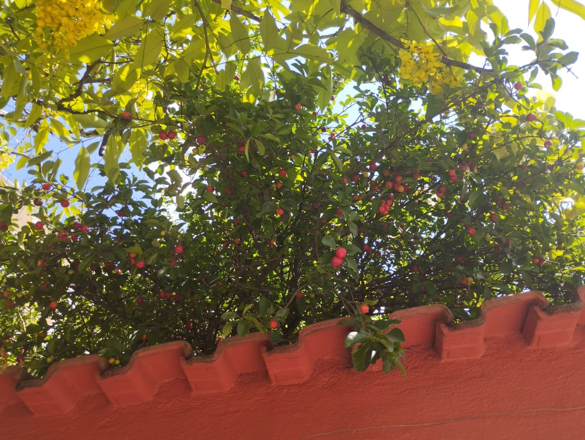 Bruno de Medeiros tweet media