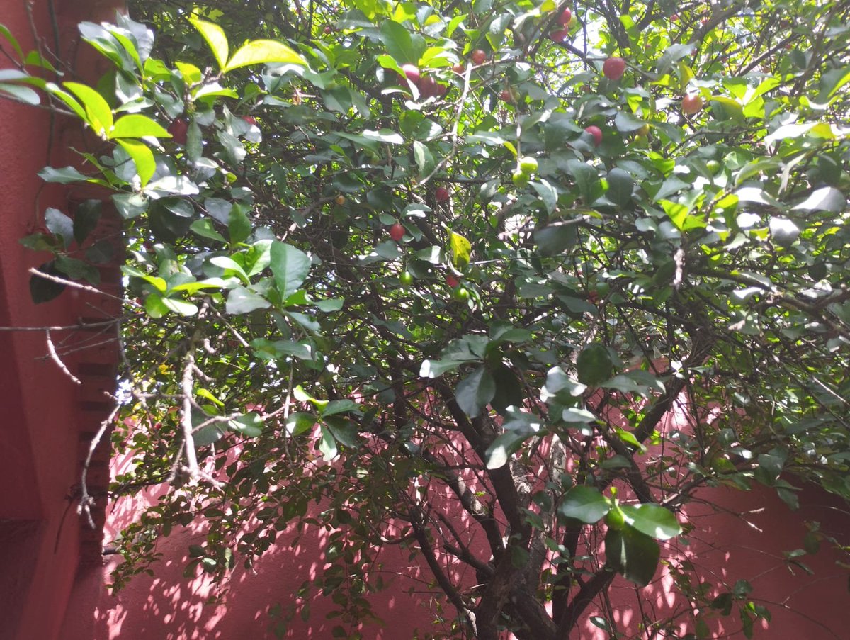 Bruno de Medeiros tweet media