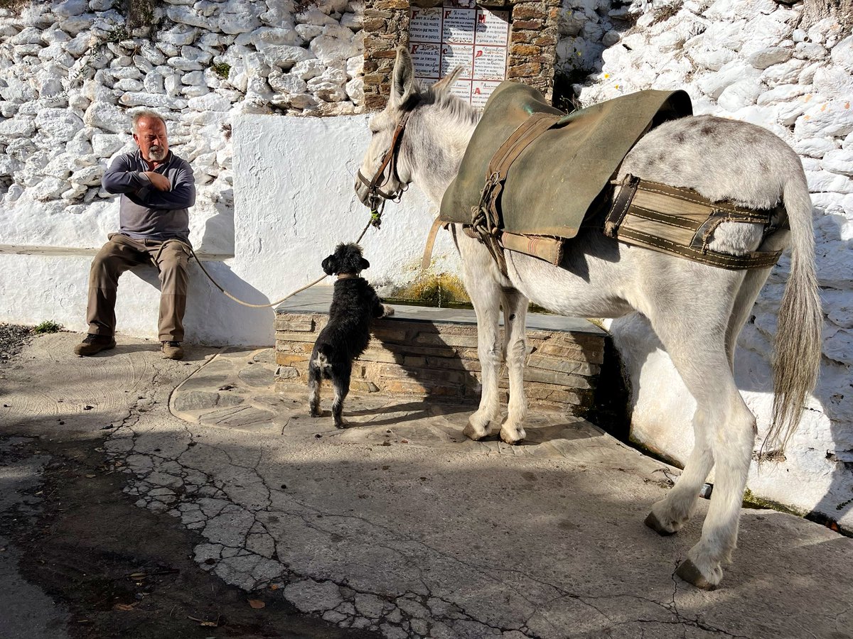 pablofarfan's tweet photo. El tiempo se detuvo en la Tahá, donde los tinaos se combinan con parras que darán sombra en el verano a las cubiertas planas y oscuras, evitando así el sobre calentamiento #Fondales #Alpujarra #Bioclimatica https://t.co/fXgaIfF4ZA