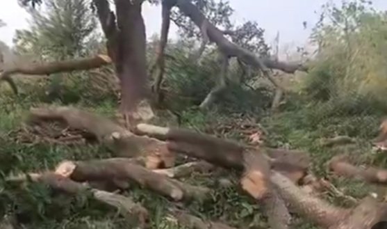 अवैध पेड़ों की कटान कर ,वन विभाग,पुलिस को ठेकेदार ने दी खुली चुनौती,प्रतिबंधित पेड़ों की बेखौफ़ ठेकेदार अंधाधुंध हरे पेड़ो की कटाई कर तस्करी में हौसला बुलंद,चौकी शाहपुर थाना परसपुर क्षेत्र ग्रा.पं टंगनहा का मामला @dgpup @UPPViralCheck @Uppolice @gondapolice @IPSVineet @dmgonda2