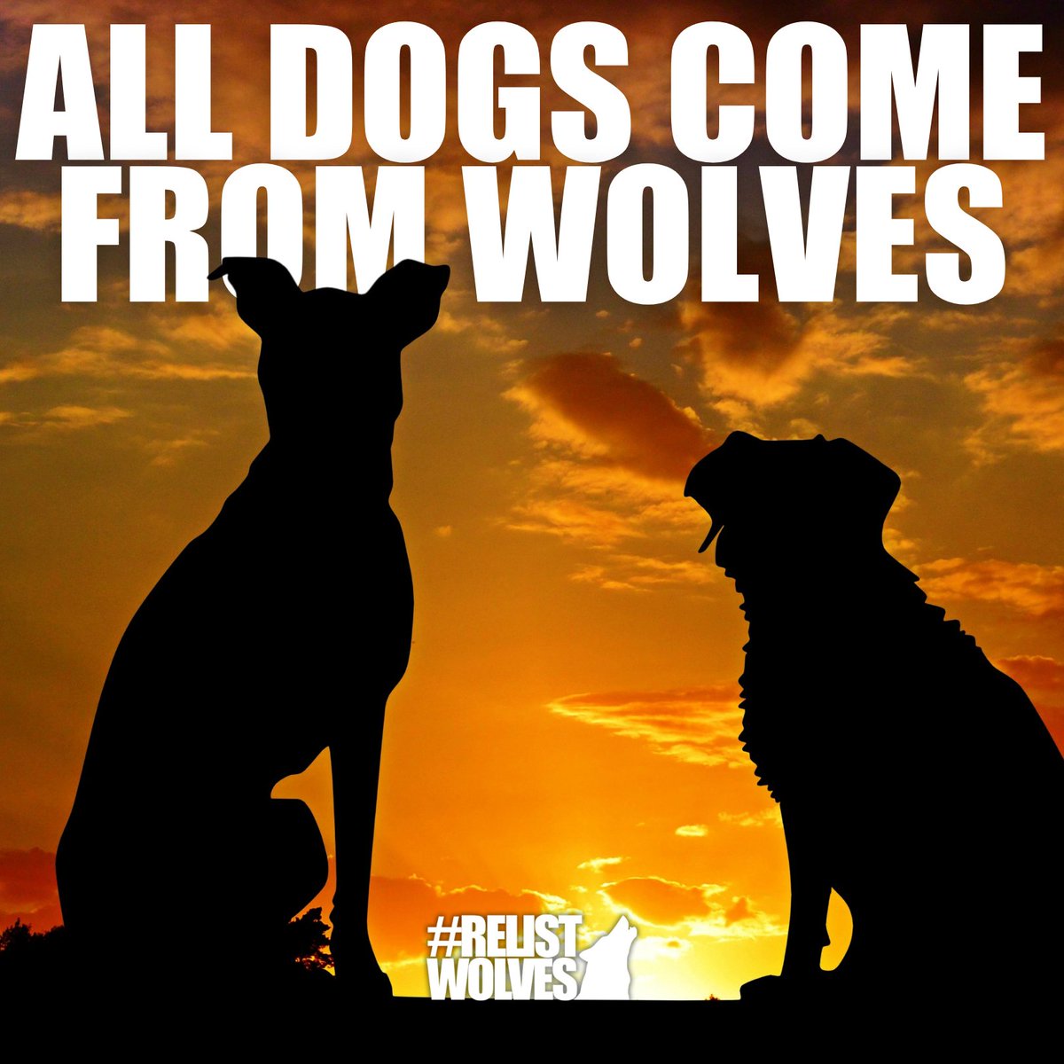 teamwolf_org's tweet photo. Did you know that dogs and wolves share 99.9% of their DNA? That's because #AllDogsComeFromWolves!
Help protect your dog's ancestors. Take action to #RelistWolves at https://t.co/GLViKnbbzc https://t.co/6XYer7TUlo