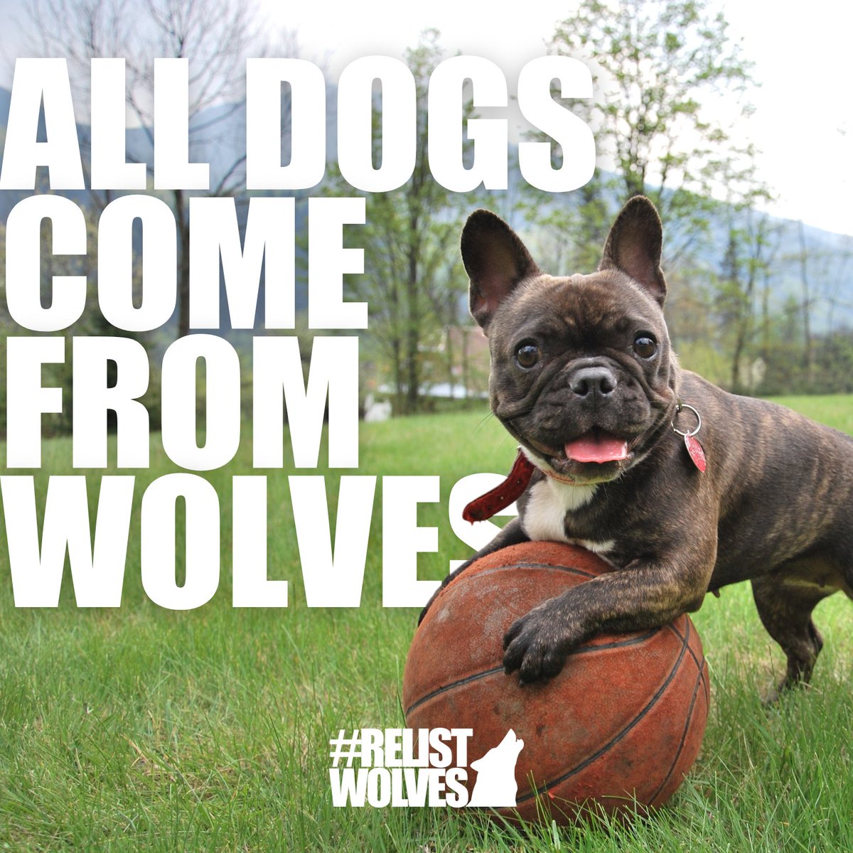 teamwolf_org's tweet photo. Did you know that dogs and wolves share 99.9% of their DNA? That's because #AllDogsComeFromWolves!
Help protect your dog's ancestors. Take action to #RelistWolves at https://t.co/GLViKnbbzc https://t.co/6XYer7TUlo