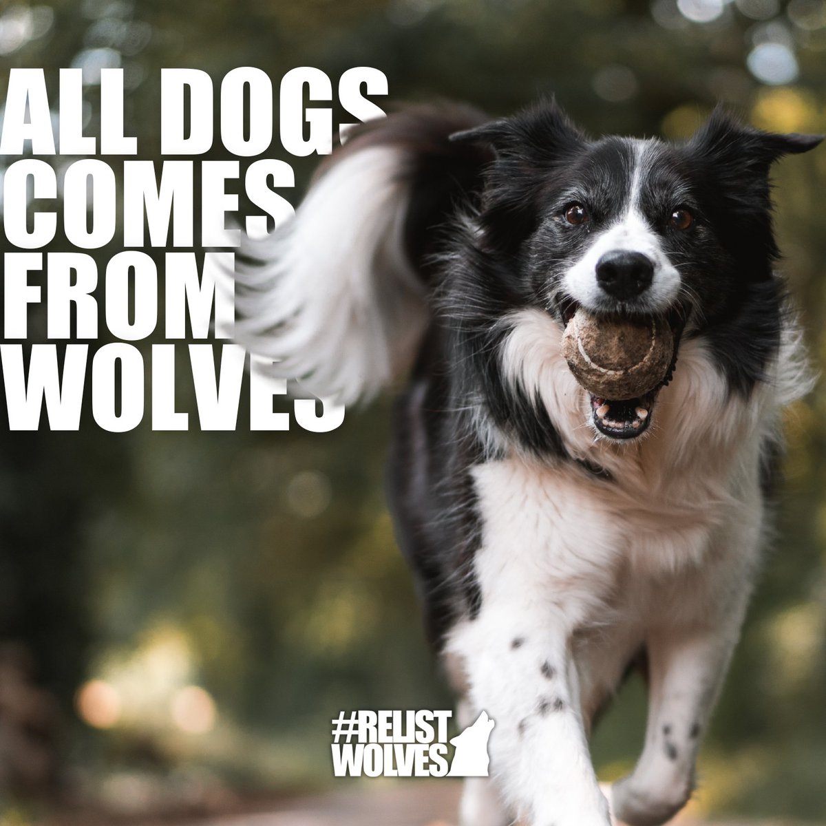 teamwolf_org's tweet photo. Did you know that dogs and wolves share 99.9% of their DNA? That's because #AllDogsComeFromWolves!
Help protect your dog's ancestors. Take action to #RelistWolves at https://t.co/GLViKnbbzc https://t.co/6XYer7TUlo