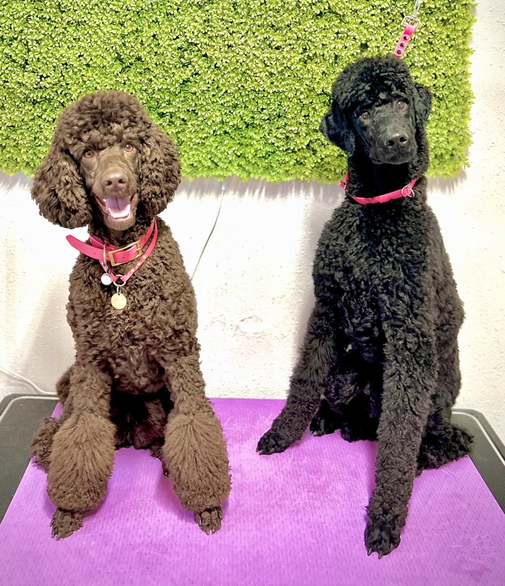 10 month old Luka the Wonder Puppy 🌟💯 poses on the grooming table with his girlfriend, Willow 💕