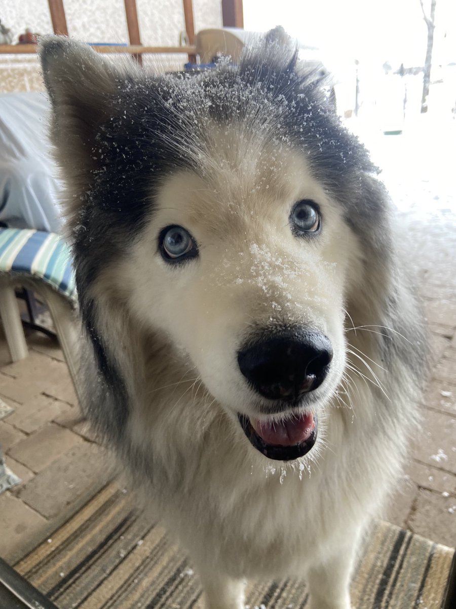 upideedoo's tweet photo. He loves snow days https://t.co/JKKwRc8RDu