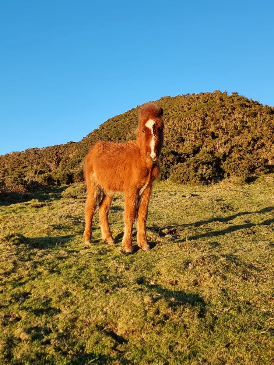 Miss_Brooke_'s tweet photo. Being able to walk from my house to see  the Carneddau ponies is something I'll never take for granted. So special to live here! 
#NorthWales #carneddauponies 
#conwy https://t.co/Lj9Bg6vjkG