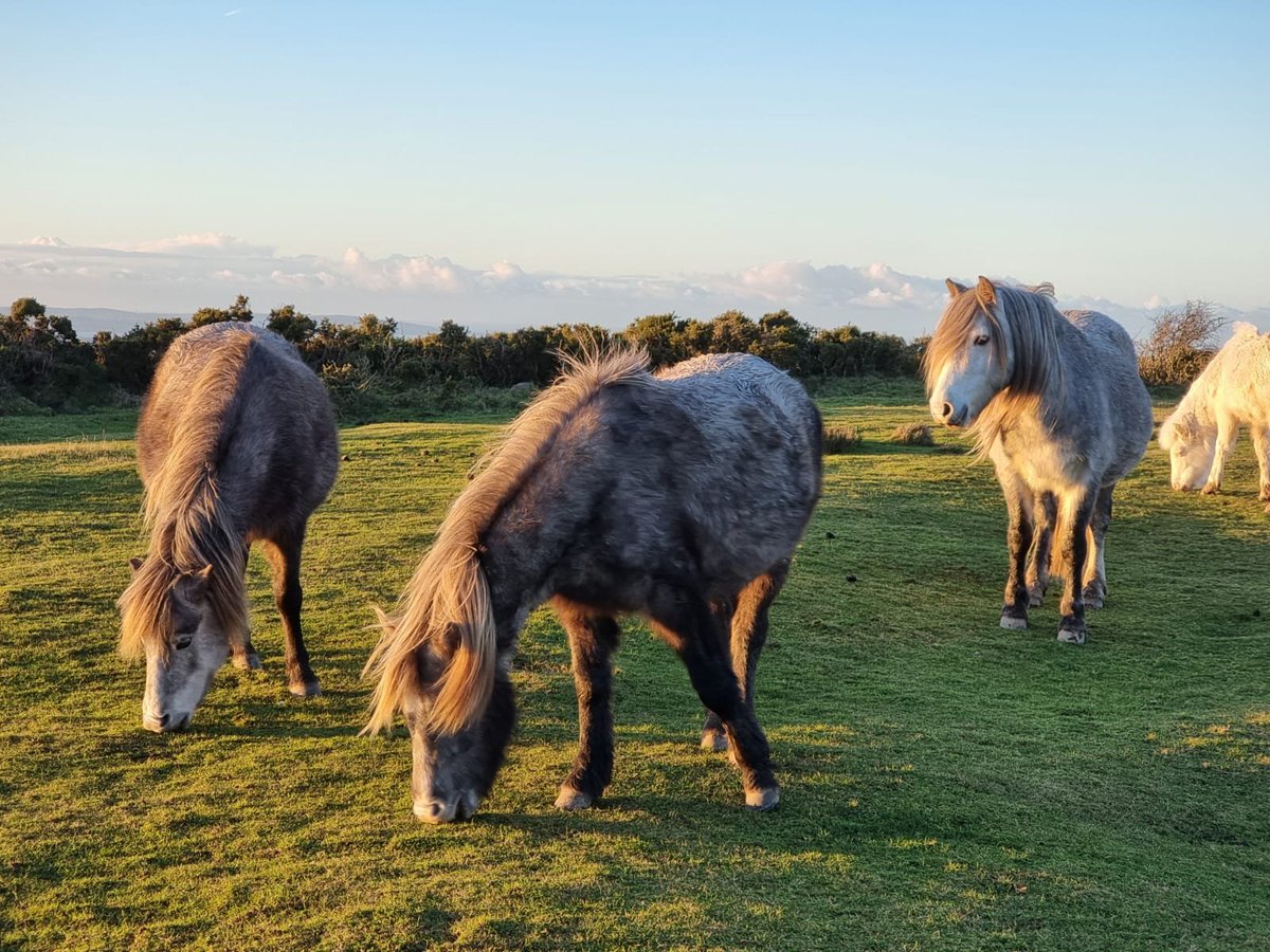Miss_Brooke_'s tweet photo. Being able to walk from my house to see  the Carneddau ponies is something I'll never take for granted. So special to live here! 
#NorthWales #carneddauponies 
#conwy https://t.co/Lj9Bg6vjkG