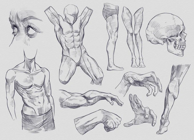 More anatomy stuff 