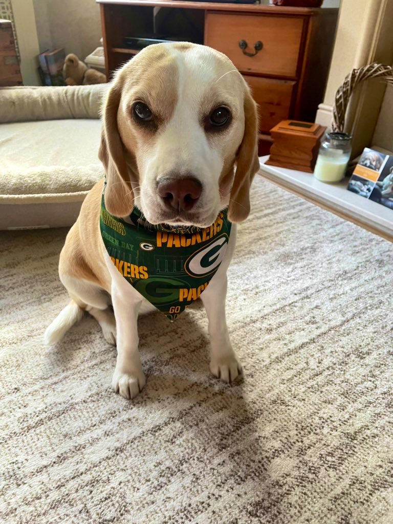 Indieandbertie's tweet photo. @irishiam31 @GeriatricJack My most favouritest team 🏈💛💚🧀 In honour of Geriatric Jack, a true legend 🌈💔@GeriatricJack We loves you Jack ❤️ #GoPackGo  #RememberingJack https://t.co/2cx5AHCvnY