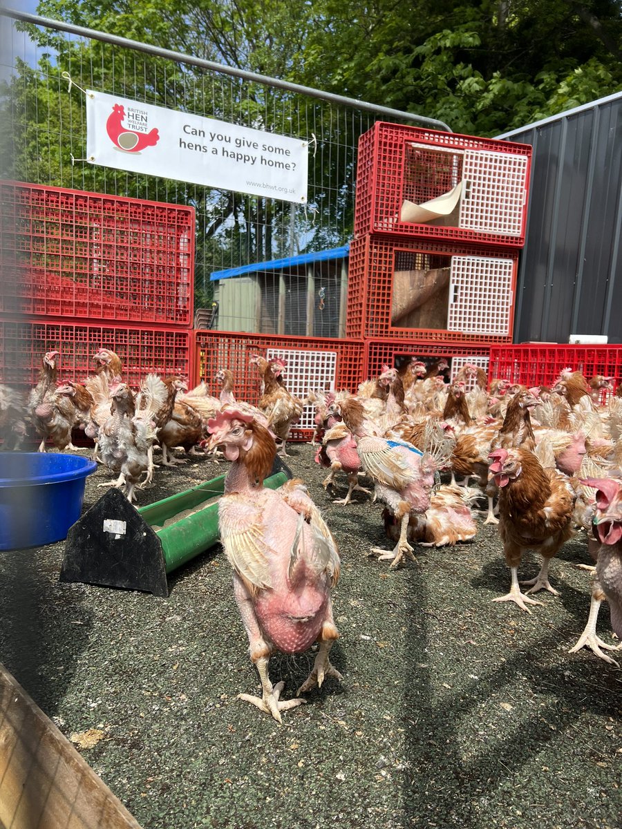 Lewis Dr Chicken tweet media