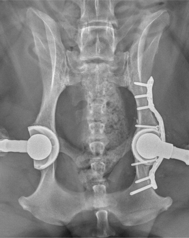 3dheals's tweet image. Texas A&amp;amp;M #Veterinarians Use #3DPrinting Technology To Assist In Double Hip Replacement Surgery
bit.ly/3TRfybX

#medical3dprinting #medtech #3dhealslattice