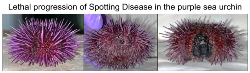 First paper of the year on the microbiome of #spotting_disease infected purple #sea_urchins 👉rdcu.be/dvnoR Take home messages: 1. Purple is my favourite colour 2. All lesions have the same microbial composition 3. Spotting and bald sea urchin disease are distinct