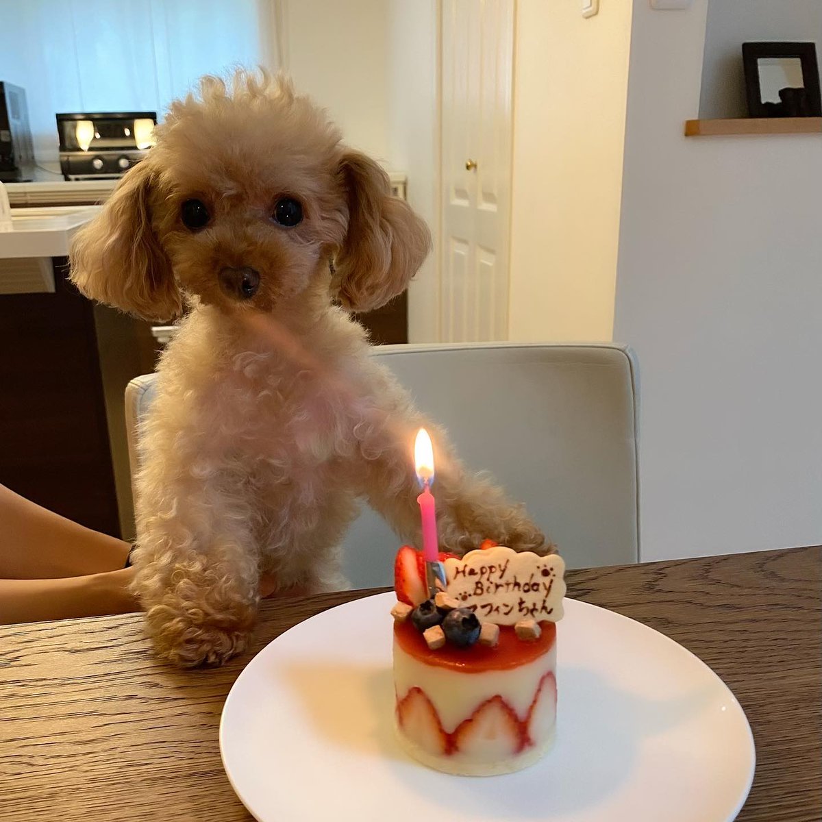 KushFcke's tweet photo. マフィン6歳のお誕生日おめでとう🎂💕
軽井沢#しらかばテラス 貸別荘にてお祝いしました🥂
��ーキはさん🍓
急なお願いにも関わらずご対応いただきありがとうございました。
#完食ペロリ
#マフィン #お誕生日 #軽井沢 #時差投稿 https://t.co/ADAJKgnydb